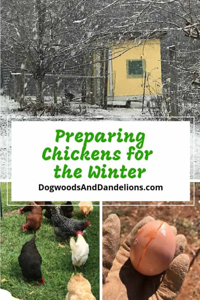 Preparing Chickens For The Winter Dogwoods Dandelions