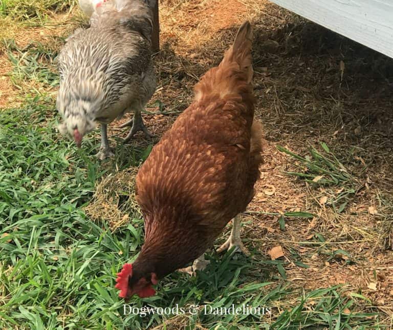 What Is Grit for Chickens? – Dogwoods & Dandelions