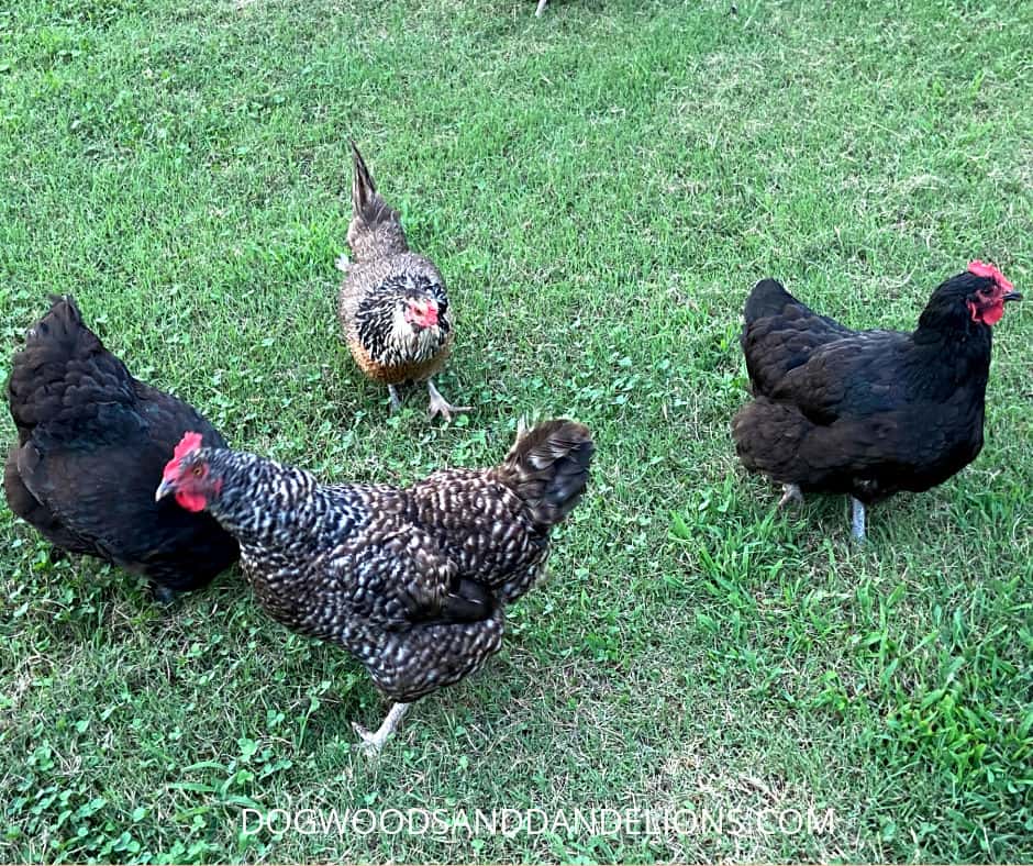 a mixed flock of chickens free-ranging in the yard