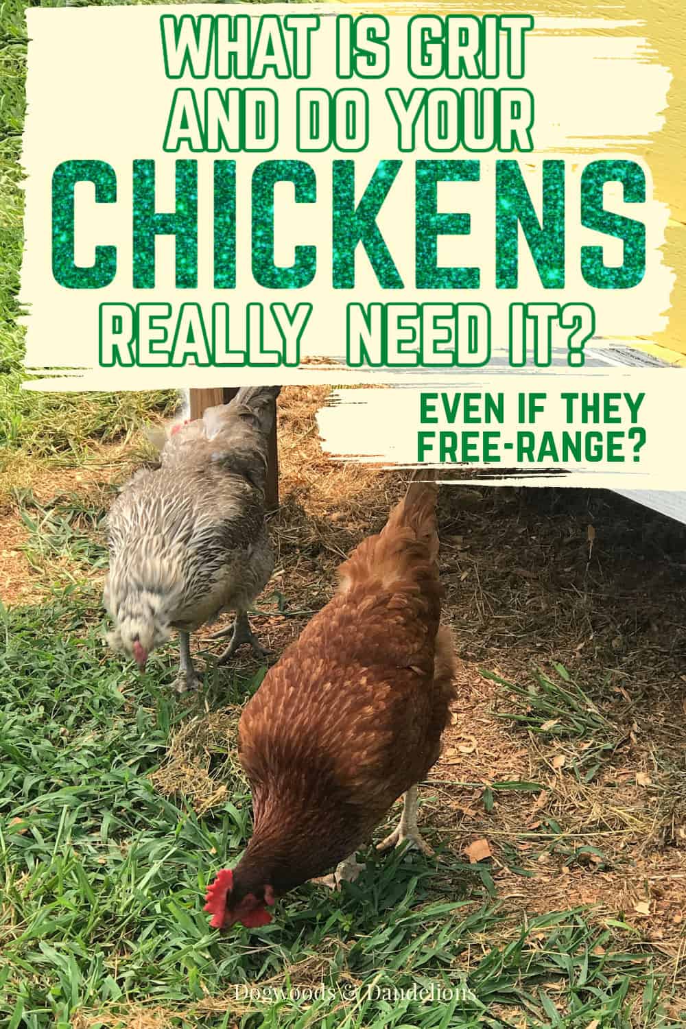 What Is Grit for Chickens? – Dogwoods & Dandelions