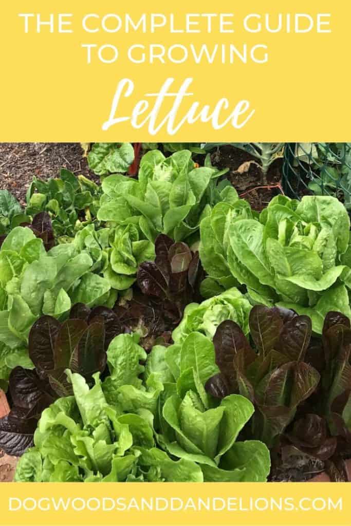 lettuce growing in the backyard garden