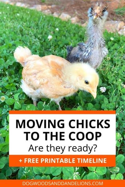 Moving Chicks to the Coop – Dogwoods & Dandelions
