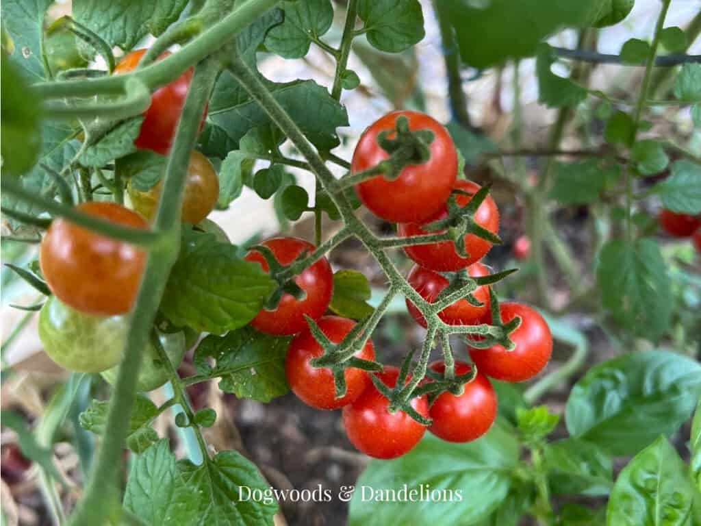 cherry tomatoes in the garden