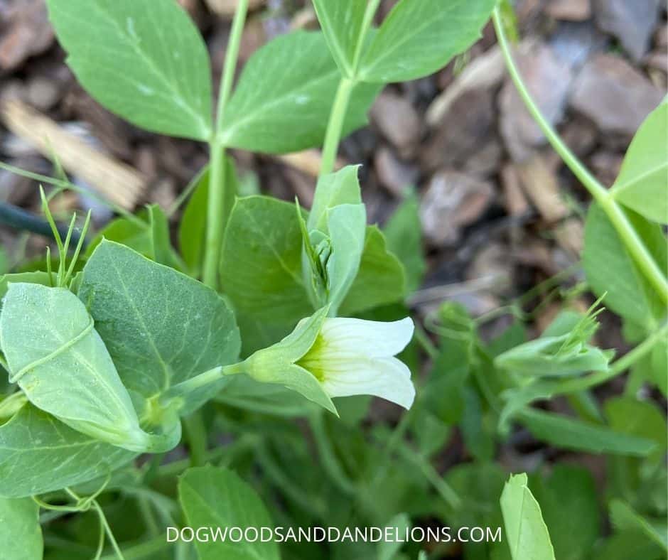 a pea plant in bloom