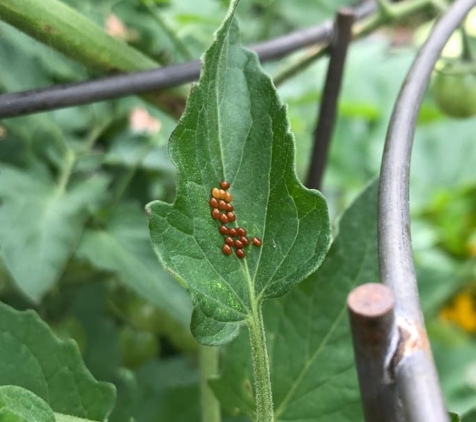 Do squash bugs eat other plants information