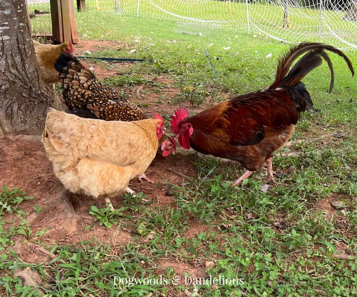 When To Switch Chickens To Layer Feed – Dogwoods & Dandelions