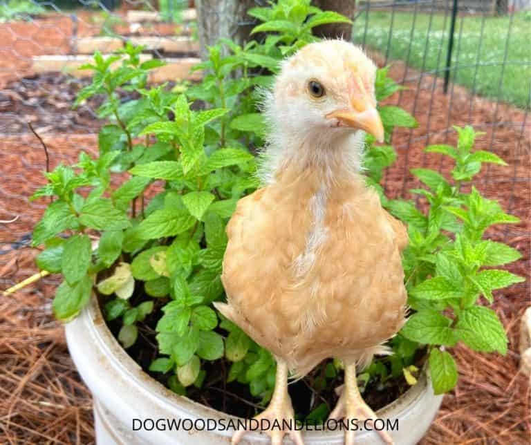 Ways To Use Herbs In The Chicken Coop Dogwoods & Dandelions