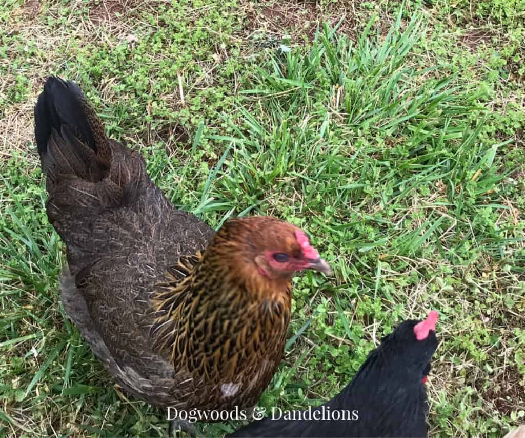 Best Chicken Breeds That Lay Blue Eggs – Dogwoods & Dandelions