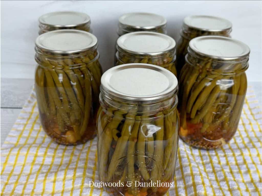 7 jars of pickled green beans on a yellow and white towel