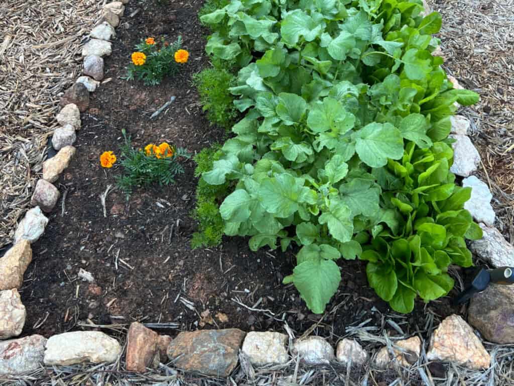 a garden with marigolds, lettuce, and radishes