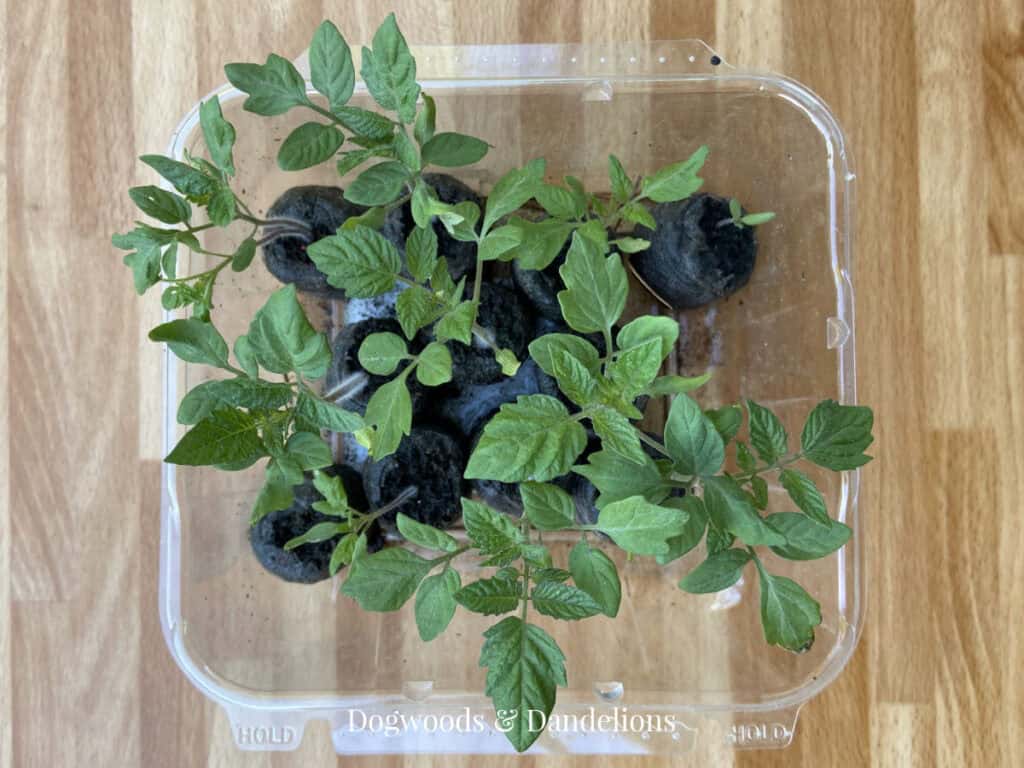tomato seedlings in a plastic container