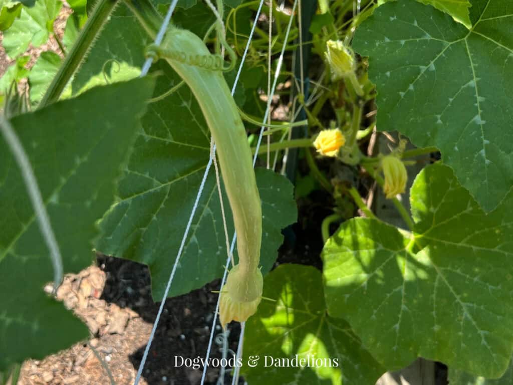 a tromboncino squash growing in the garden